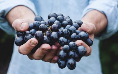 A szőlő növényvédelmének alapjai